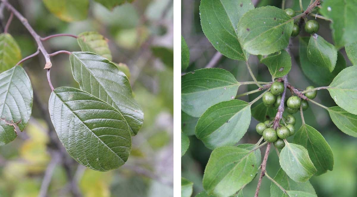 Dyeing-with-Buckthorn-6