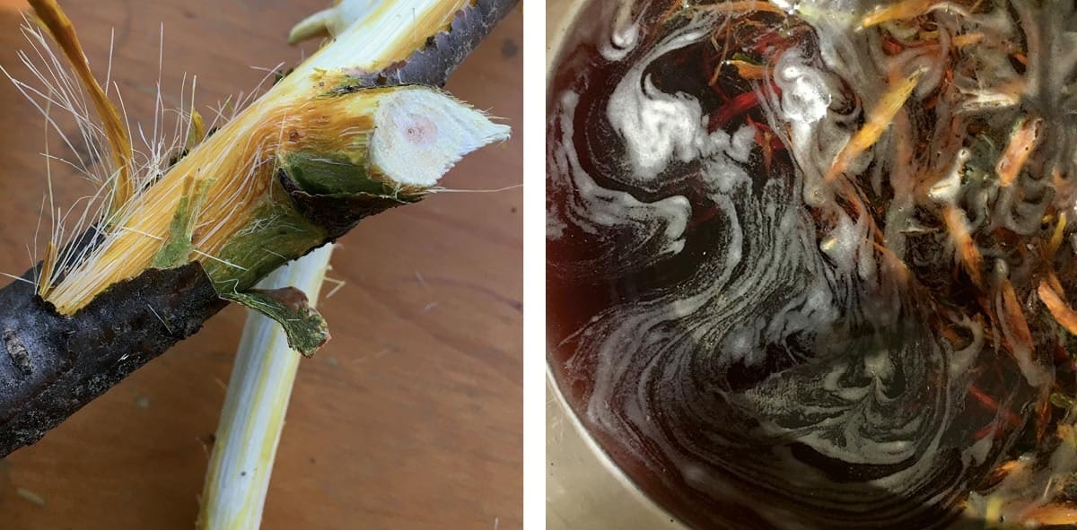 Dyeing-with-Buckthorn-5