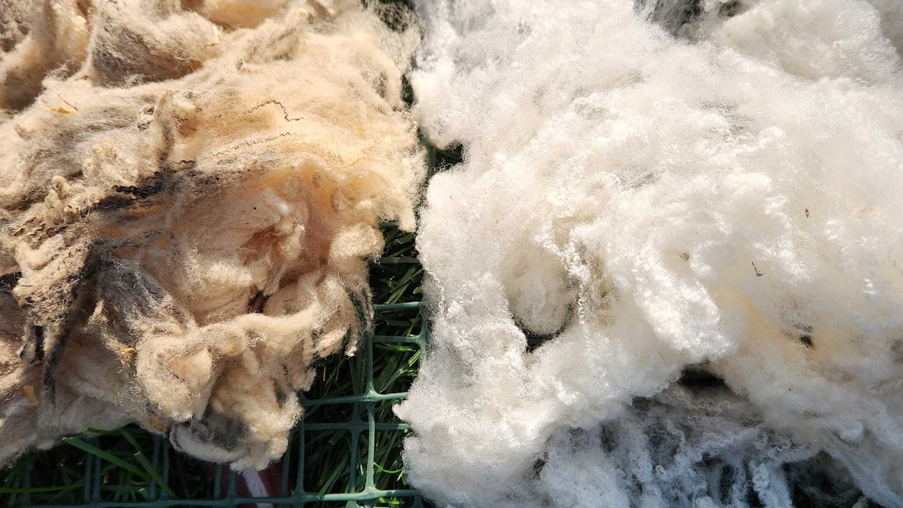Washed and unwashed wool rest on top of snow fencing.