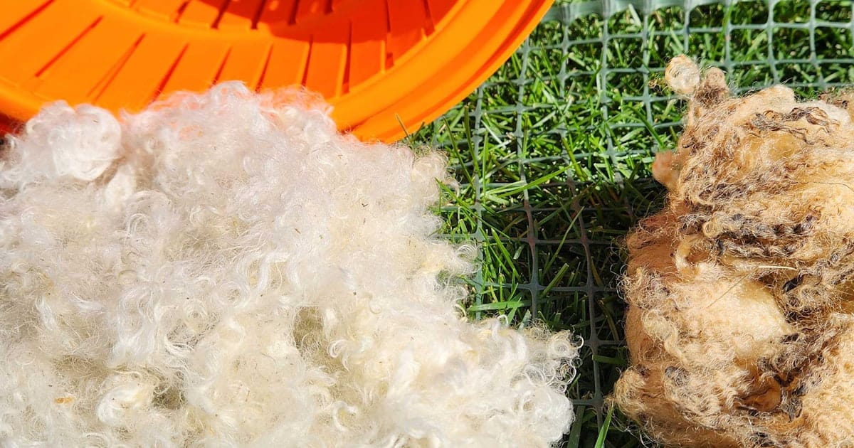 Scandalously Easy Scouring: My Quick-and-Dirty Method for Washing Wool