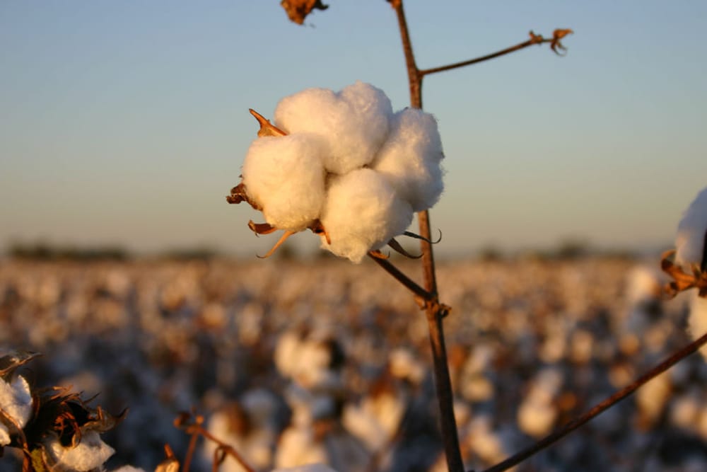 Ice cotton gains as crude oil rises, but strong dollar caps growth