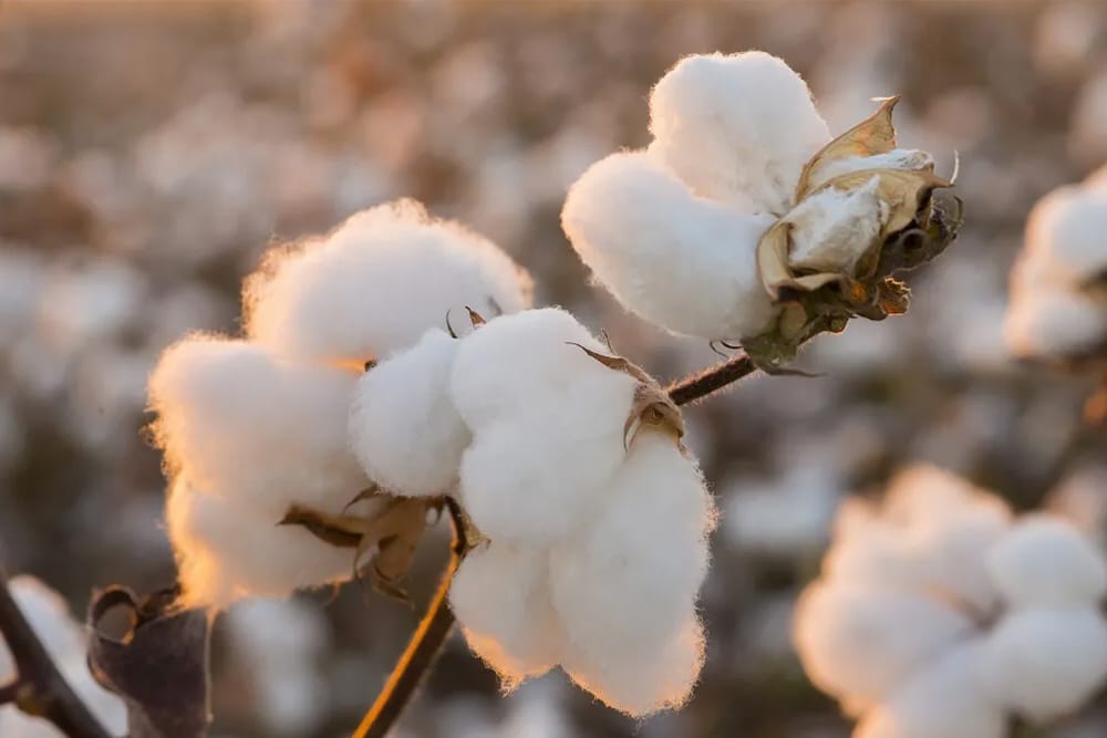 ICE cotton rallies on US‑EU trade optimism, rising oil prices and strong U.S.export sales