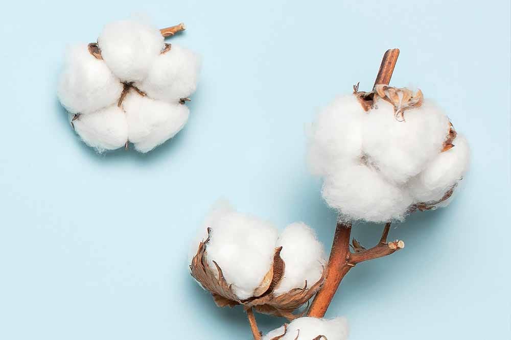 US upland cotton sales plunge 93%, pima down 25% this week: USDA