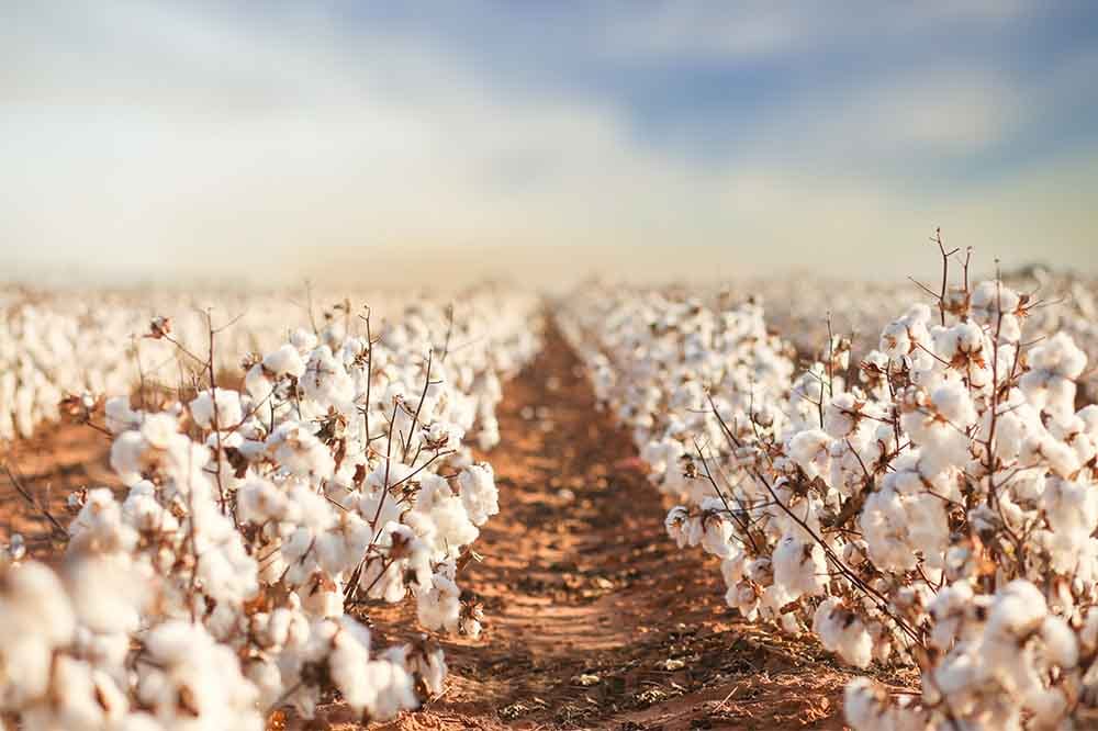 ICE cotton futures dip amid U.S. trade policy concerns and stronger dollar