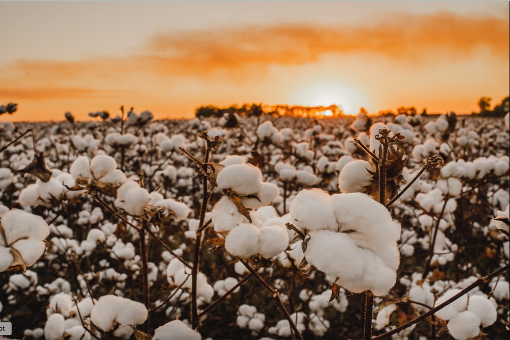 The National Cotton Council and National Cotton Ginners Association (NCGA) welcome the U.S. Environmental Protection Agency’s new guidance