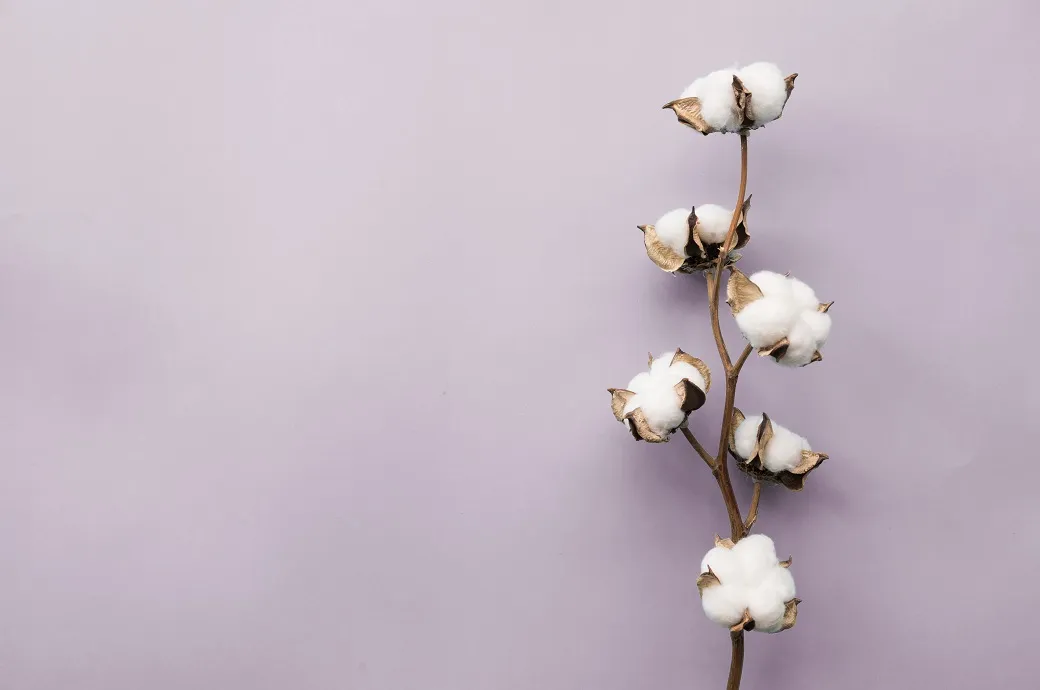 ICE cotton prices slide to two-week low as strong dollar and US tariffs impact market