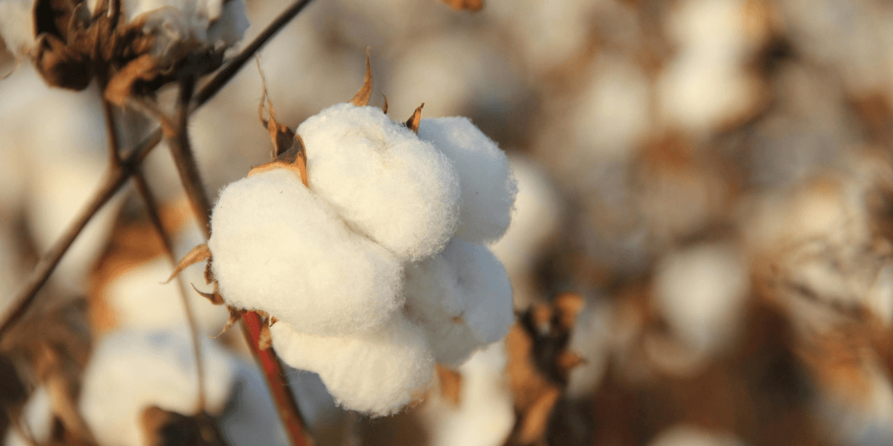 CAI Maintains 2024-25 Cotton Pressing Estimate at 311.40 Lakh Bales
