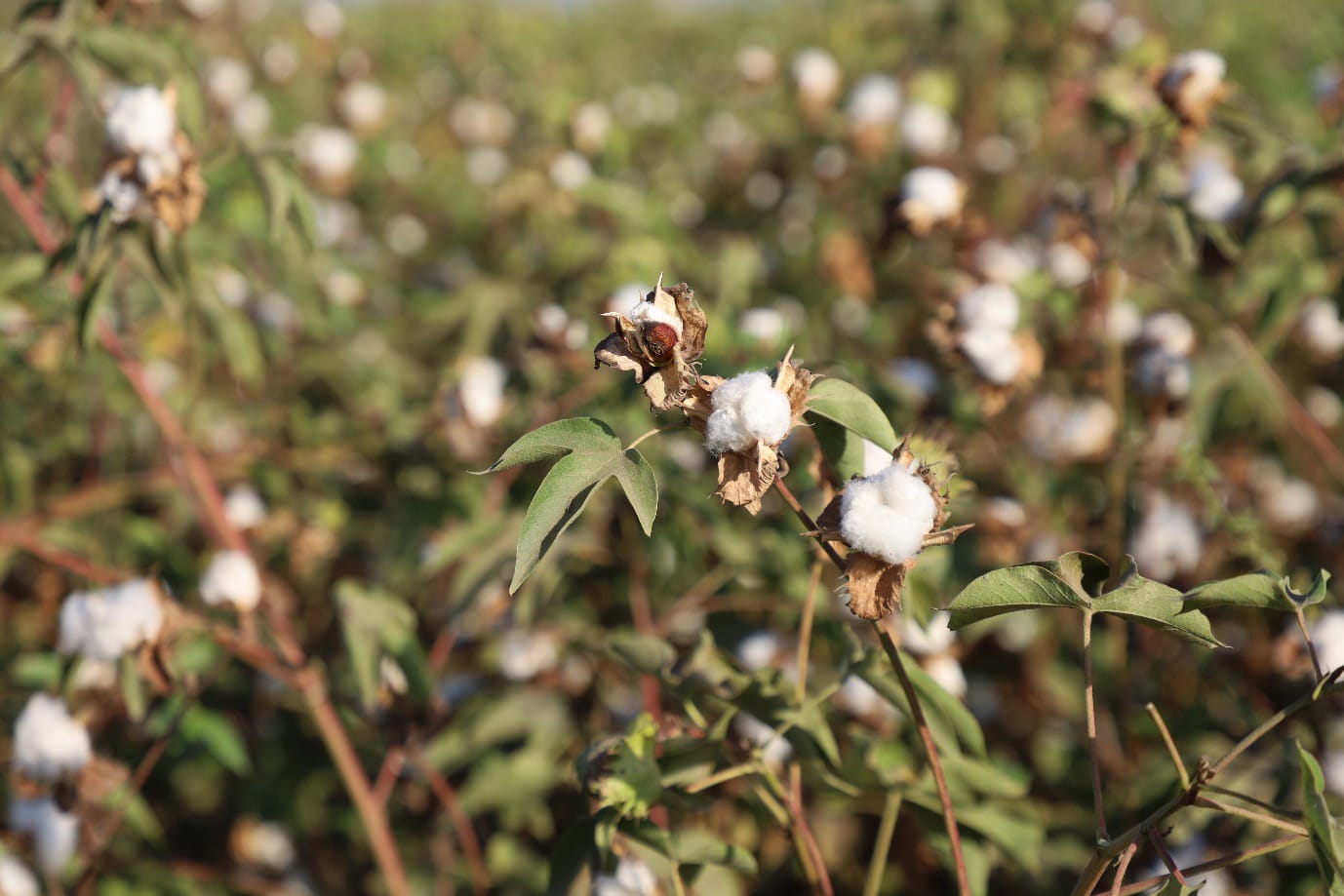 Ventile reports progress of Egyptian organic cotton projects